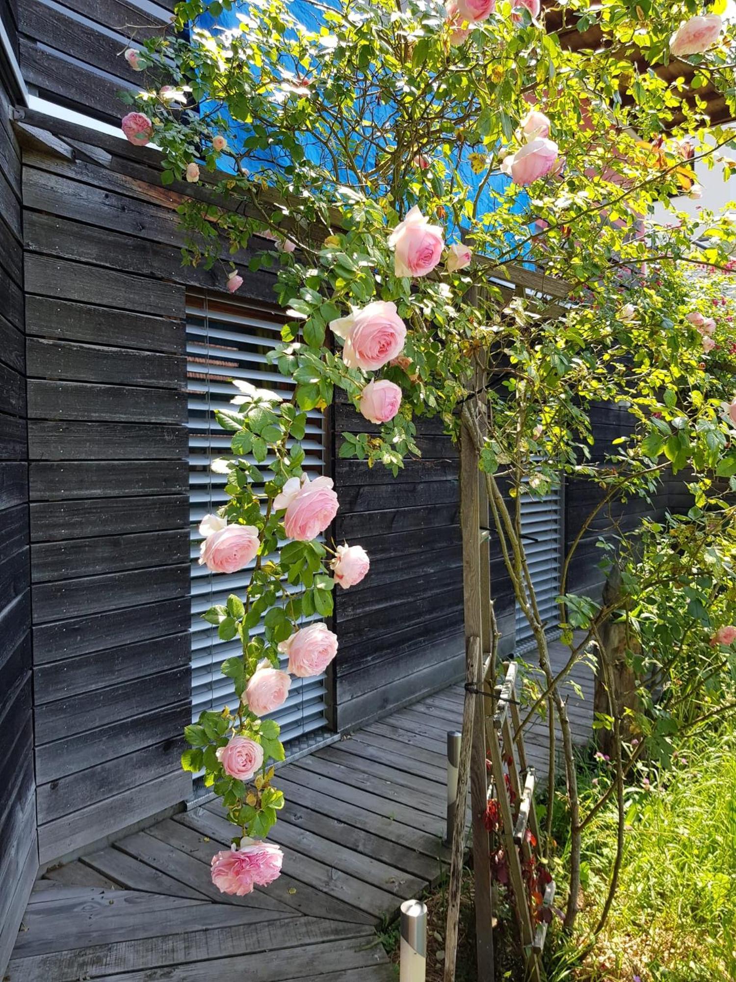 B&B Sunnesite Pratteln Esterno foto